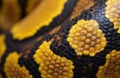 Close-up abstract macro view of python snake skin. Bright yellow and black scales form unique natural pattern. Reptile texture Royalty Free Stock Photo