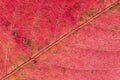 Close up of abstract maple autumn leave background