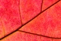 Close up of abstract maple autumn leave background