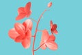 Close-up of abstract minimalistic pink flower over teal background. 3D Rendering