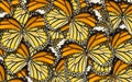 Abstract nature background macro of butterfly wing background Royalty Free Stock Photo