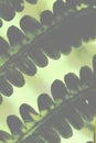 Close up abstract part of a fern leaf dark green and pale green Royalty Free Stock Photo