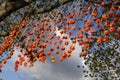 Close up abstract of Physalis in little india diwali festival of