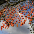 Close up abstract of Physalis in little india diwali festival of