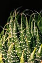 Close up abstract of spiky leaves of a green succulent indoor pl Royalty Free Stock Photo