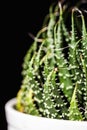 Close up abstract of spiky leaves of a green succulent indoor pl Royalty Free Stock Photo