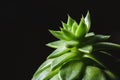 Close up abstract of spiky leaves of a green succulent indoor pl Royalty Free Stock Photo