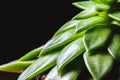 Close up abstract of spiky leaves of a green succulent indoor pl Royalty Free Stock Photo