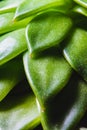 Close up abstract of spiky leaves of a green succulent indoor pl Royalty Free Stock Photo