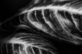 Close up abstract of stripey leaves of an indoor plant