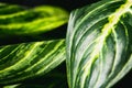 Close up abstract of stripey leaves of an indoor plant