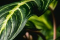 Close up abstract of stripey leaves of an indoor plant Royalty Free Stock Photo