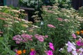 Close up of colorful yarrow blossoms Royalty Free Stock Photo