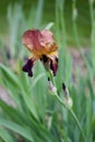Close up view of an attractive red and purple bearded iris flower in full bloom Royalty Free Stock Photo