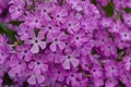 Close up view of bright purple garden phlox flowers in full bloom Royalty Free Stock Photo