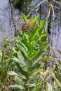 Close up abstract view of a blooming milkweed wildflower