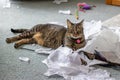 Tabby cat playing in a pile of torn tissue paper