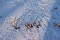 Close up abstract view of harvested corn rows in a farm field covered in snow Royalty Free Stock Photo