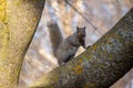 Gray squirrel in a cherry tree looking at the camera Royalty Free Stock Photo