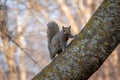 Gray squirrel in a cherry tree looking at the camera Royalty Free Stock Photo