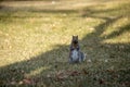 Gray squirrel in a back yard looking at the camera Royalty Free Stock Photo