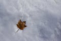 Close up abstract view of a single dried maple leaf on a blanket of snow Royalty Free Stock Photo