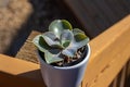 Close up view of a small potted echeveria succulent houseplant