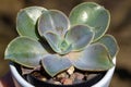 Close up view of a small potted echeveria succulent houseplant