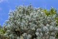 Close up abstract view of white fir tree needles