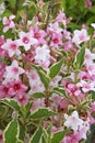 Close up of abundant pink and white flowers of Weigelia florida \'Variegata\'