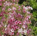 Close up of abundant pink and white flowers of Weigelia florida \'Variegata\'