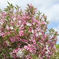 Close up of abundant pink and white flowers of Weigelia florida \'Variegata\'