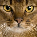 Close up of a Abyssinian (9 months old) Royalty Free Stock Photo