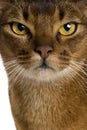 Close up of a Abyssinian (9 months old)