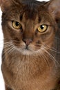 Close up of a Abyssinian (9 months old)