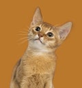 Close-up of an Abyssinian kitten looking up, 3 months old Royalty Free Stock Photo