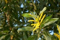 Close-up of acacia auriculiformis flowers. Golden wattle