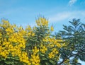 Close up of Acacia Royalty Free Stock Photo