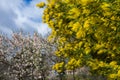 Close-up of acacia mimosa tree and almond trees in bloom in a park Royalty Free Stock Photo