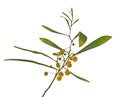 Close up of Acacia saligna Royalty Free Stock Photo