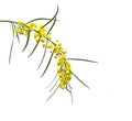 Close up of Acacia saligna Royalty Free Stock Photo