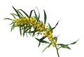 Close up of Acacia saligna Royalty Free Stock Photo