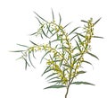 Acacia saligna Royalty Free Stock Photo