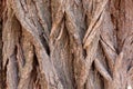 Close-up of acacia tree bark texture with green moss. Natural wooden background Royalty Free Stock Photo