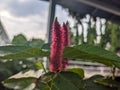 A close up of Acalypha hispida or theÂ chenille plant flower