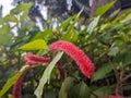 A close up of Acalypha hispida or theÂ chenille plant flower