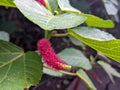 A close up of Acalypha hispida or theÂ chenille plant flower