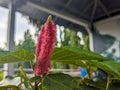 A close up of Acalypha hispida or theÂ chenille plant flower