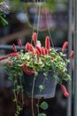 Close up Acalypha reptans in black pot in the garden.The Lance Leaf Copper plant or Red-hot cat`s tail .