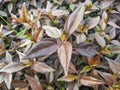 A close up of Acalypha wilkesiana leaves. common namesÂ copperleafÂ andÂ Jacobâs coat. For plant background or wallpaper Royalty Free Stock Photo